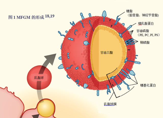 配方奶粉中的“黄金”——MFGM乳脂球膜